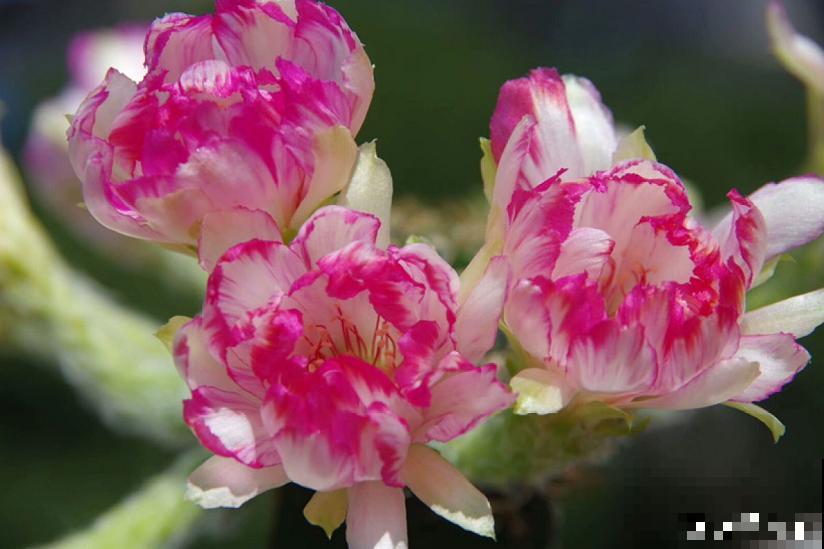 小众冷门仙人球,开花美过荷花,勤花又好养! 小众冷门仙人球,开花美过荷花,勤花又好养!