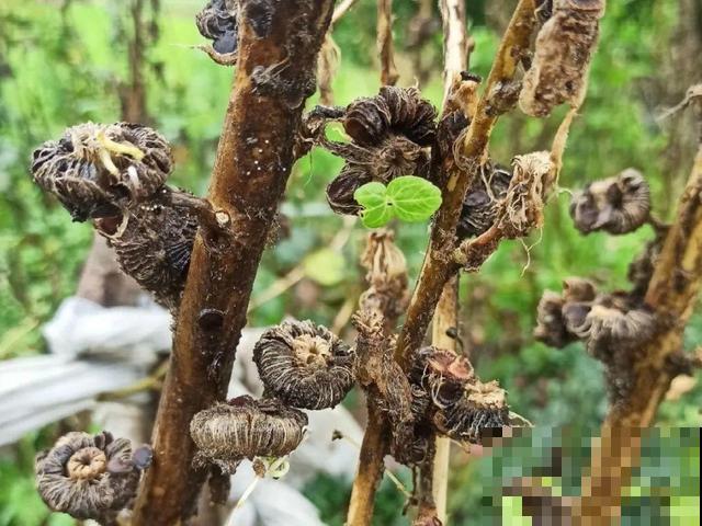 花开完别剪,再等15天,能收上千粒种子! 花开完别剪,再等15天,能收上千粒种子!