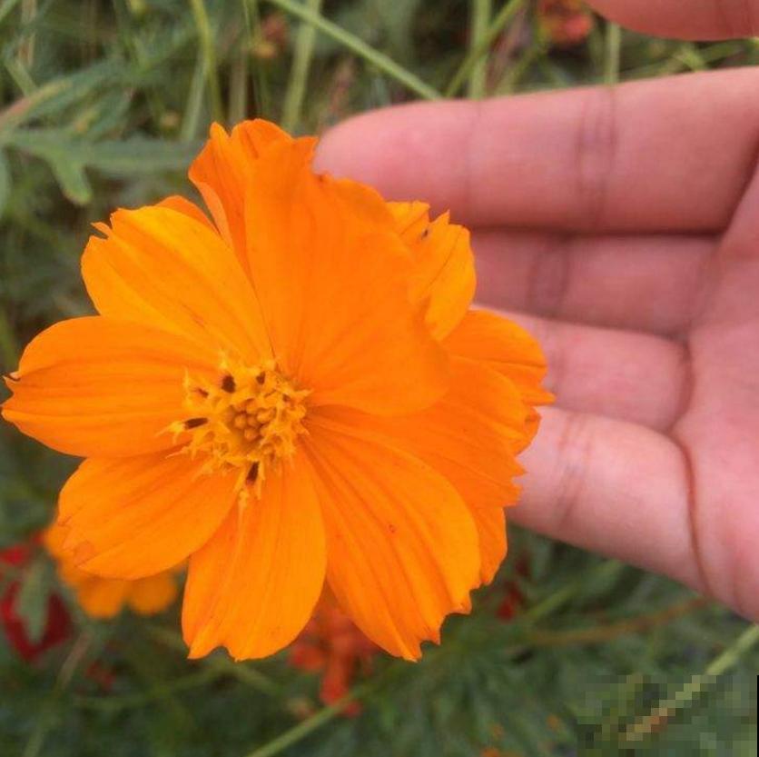 硫华菊金灿灿，阳台种几盆，每天活力满满！
