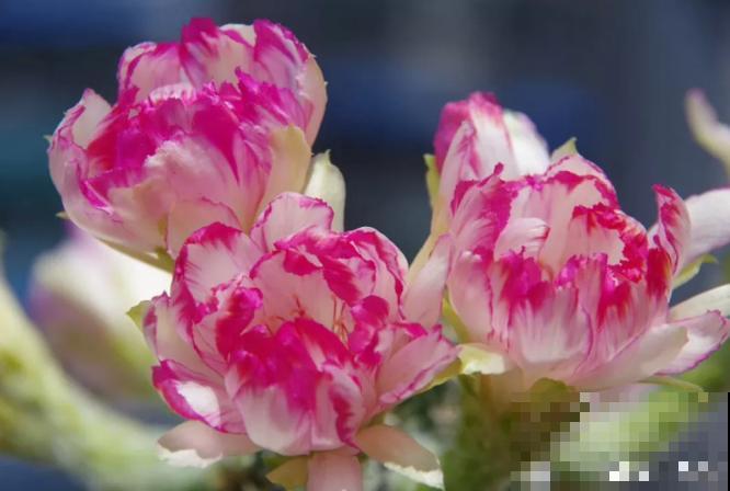 小众冷门仙人球,开花美过荷花,勤花又好养! 小众冷门仙人球,开花美过荷花,勤花又好养!