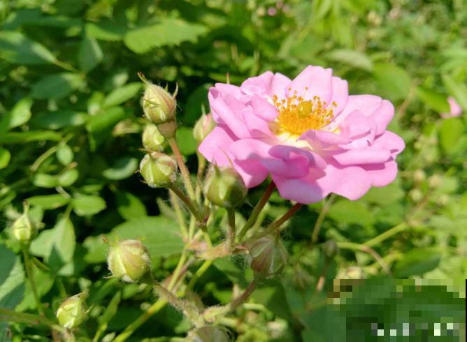 真相:花总烂根的罪魁祸首,就是这玩意! 真相:花总烂根的罪魁祸首,就是这玩意!