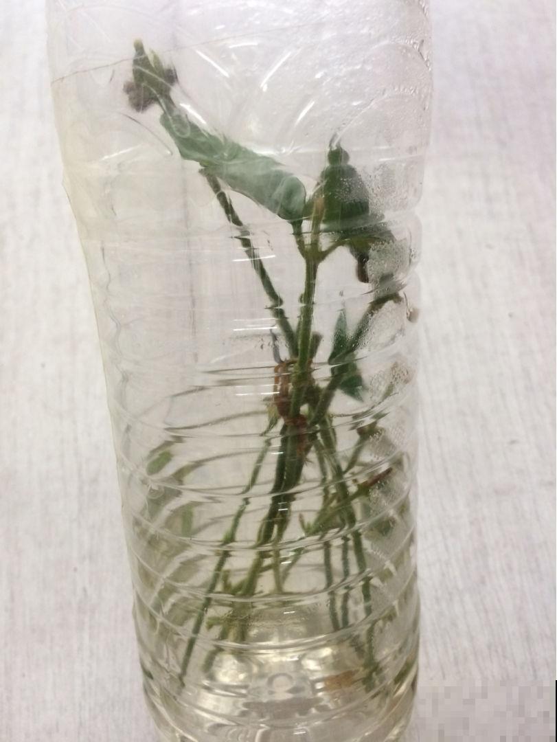 塑料瓶塑料袋都存好,都是养花好东西,花用了呼呼长 塑料瓶塑料袋都存好,都是养花好东西,花用了呼呼长