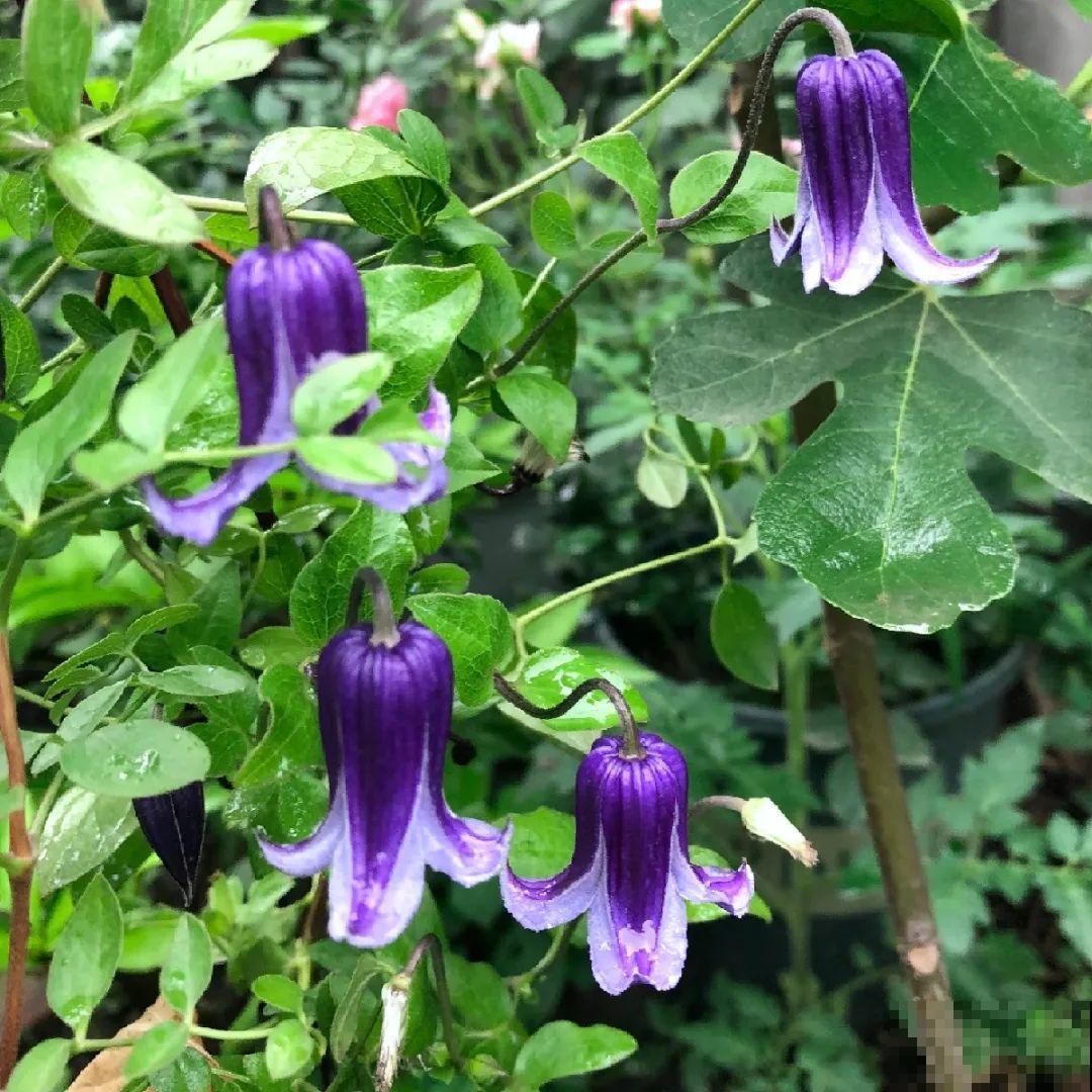 看图猜花名，100道题，测你的养花天分！