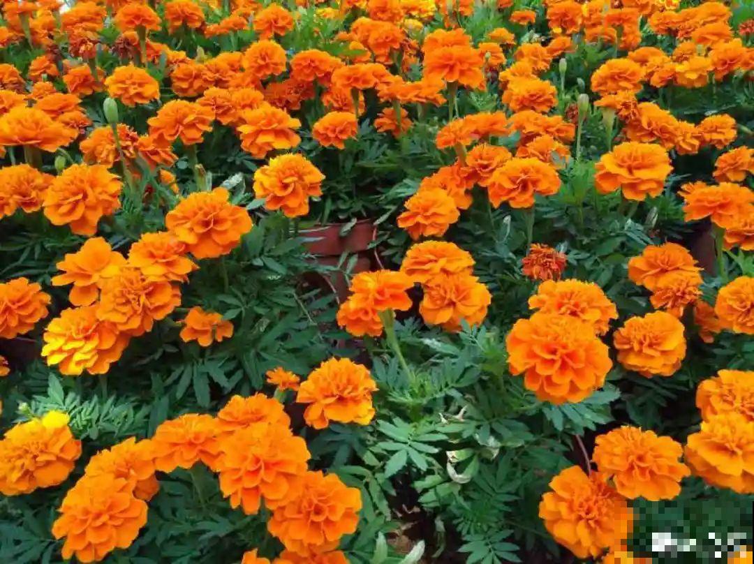 一次性的花，秋天开完就扔了，别浪费时间！