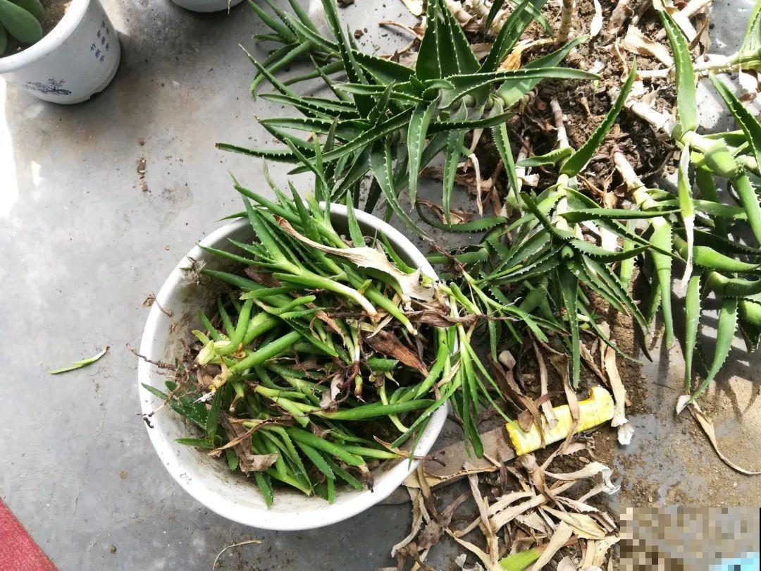 秋凉容易生虫子，月季招来害虫，必须赶紧换盆