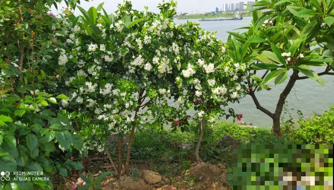 七旬老人,花6年时间在江边造花园,大风大浪都不怕! 七旬老人,花6年时间在江边造花园,大风大浪都不怕!
