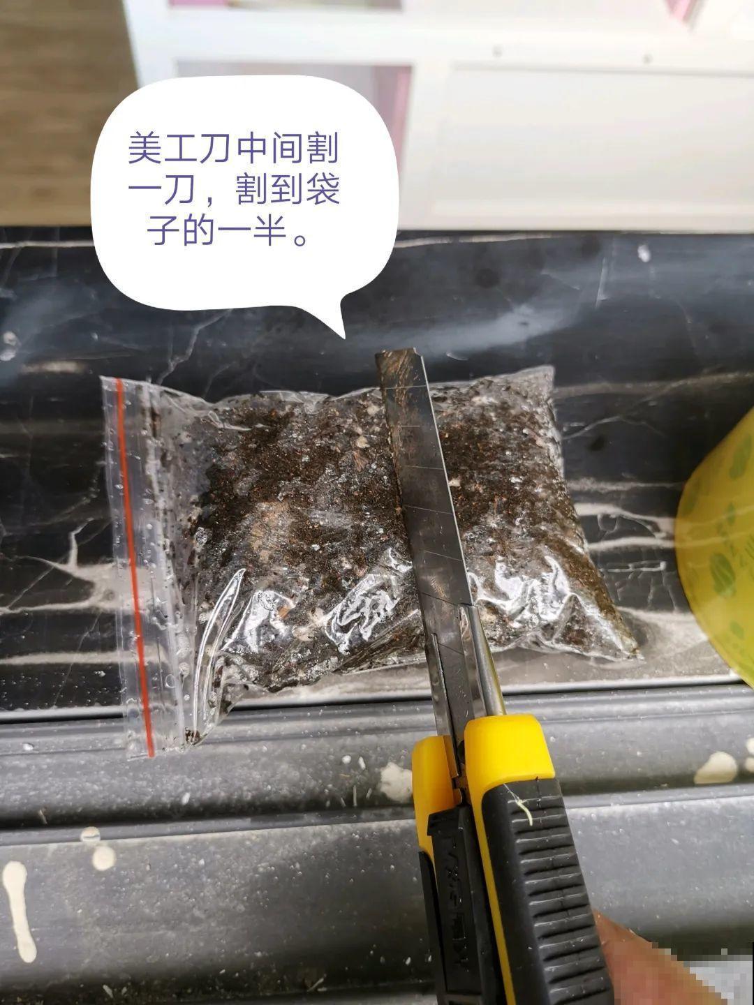 枝条不用扦插也能繁殖，环割一圈裹上土，塑料袋一包就能长根