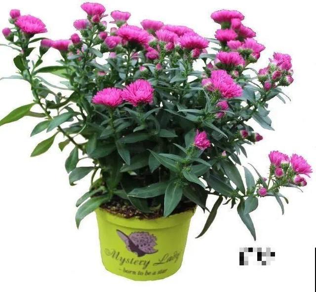 秋天必养的花,开花多气质好,关键还好养! 秋天必养的花,开花多气质好,关键还好养!