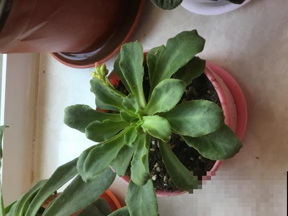 都说多肉开花要剪掉,这种多肉千万别剪,看的就是花! 都说多肉开花要剪掉,这种多肉千万别剪,看的就是花!