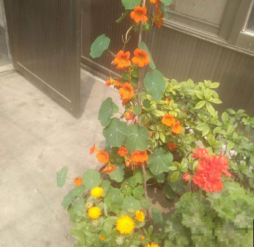 秋天快养旱金莲，花期特长，一年开三季！