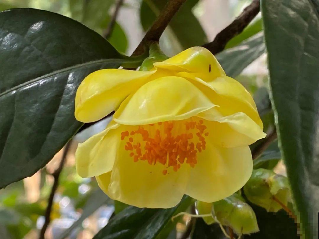 山上的雪莲,说摘就摘? 山上的雪莲,说摘就摘?