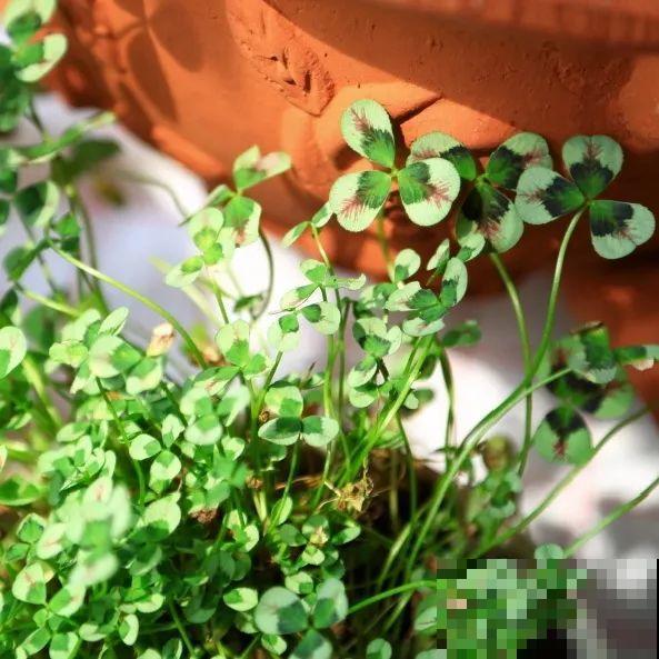 这花被人工培育了,叶子变异后,可以这么美! 这花被人工培育了,叶子变异后,可以这么美!