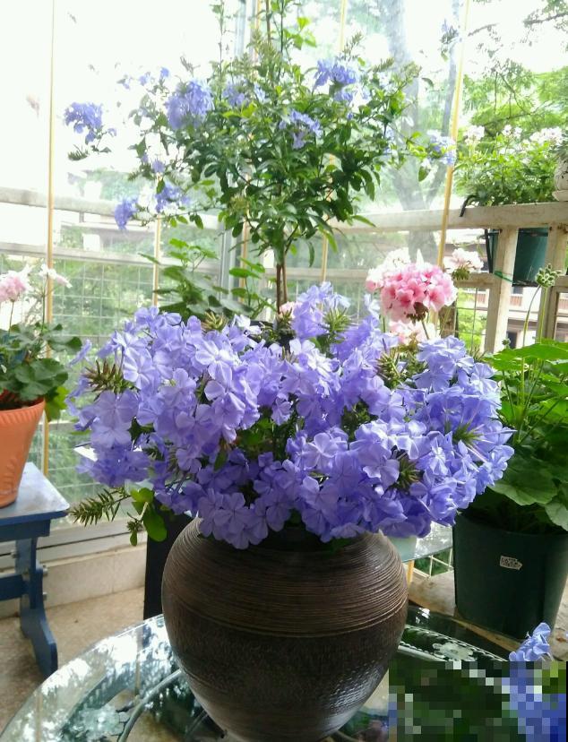 她家的花一开，就赶紧画成水彩画，比真花还美！