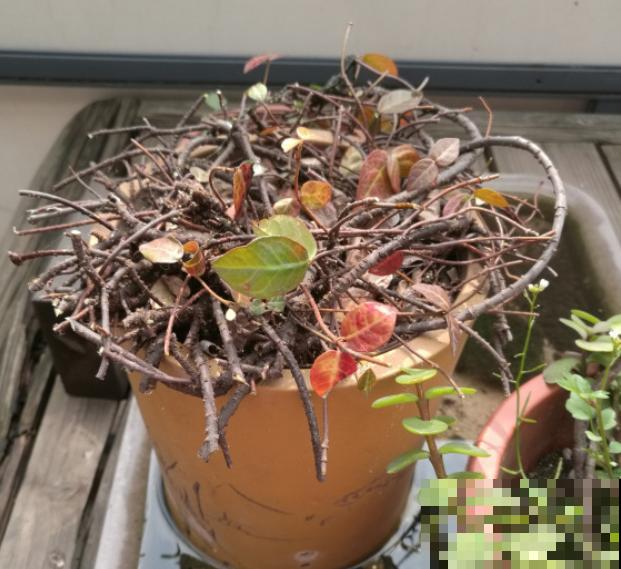 秋天就适合种草,叶子五彩斑斓,比月季三角梅都好看! 秋天就适合种草,叶子五彩斑斓,比月季三角梅都好看!