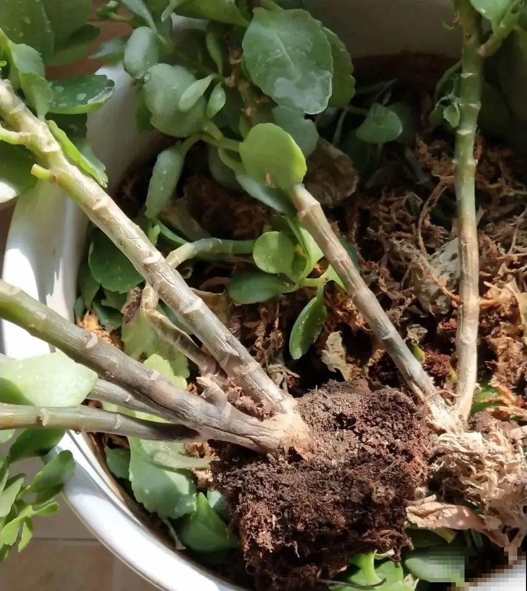 秋老虎来了，9种花进入“死期”，切莫大意！