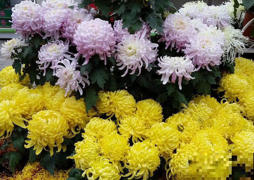 20种秋天开花的植物,外出看到,记得拍照欣赏! 20种秋天开花的植物,外出看到,记得拍照欣赏!