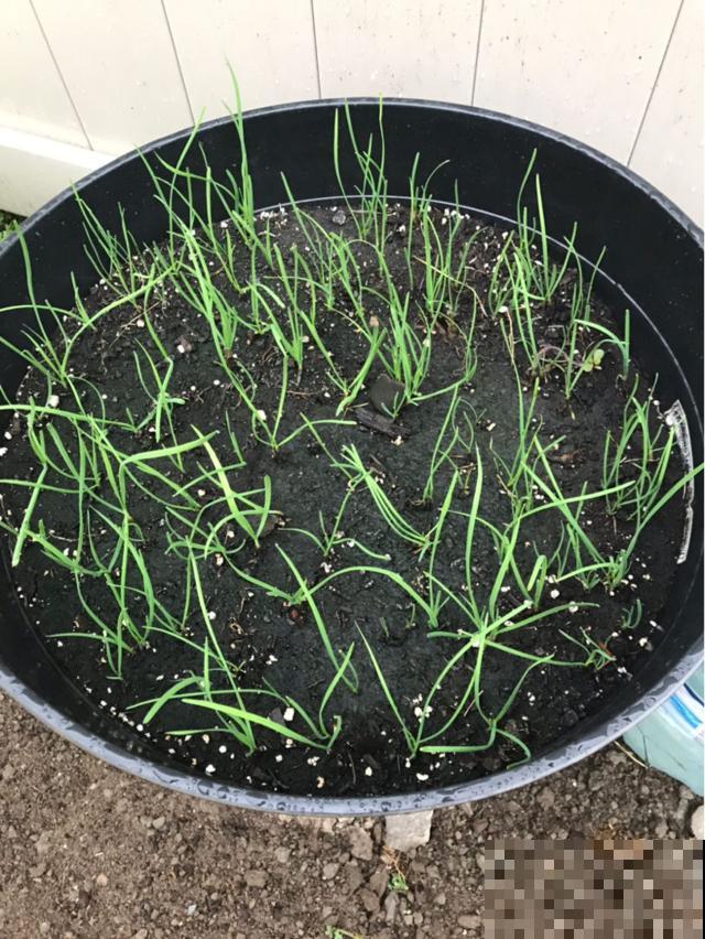 入秋家里种2种菜,生长速度快,俩月就能吃 入秋家里种2种菜,生长速度快,俩月就能吃