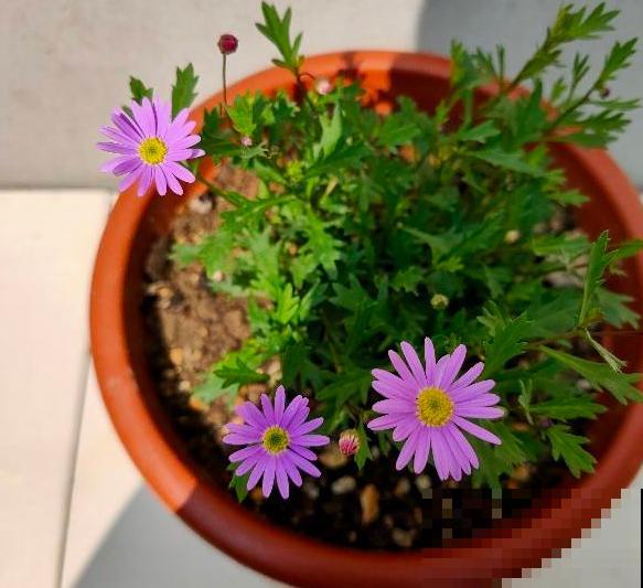 现在是播种最佳时期,种多少活多少,从秋开到春! 现在是播种最佳时期,种多少活多少,从秋开到春!