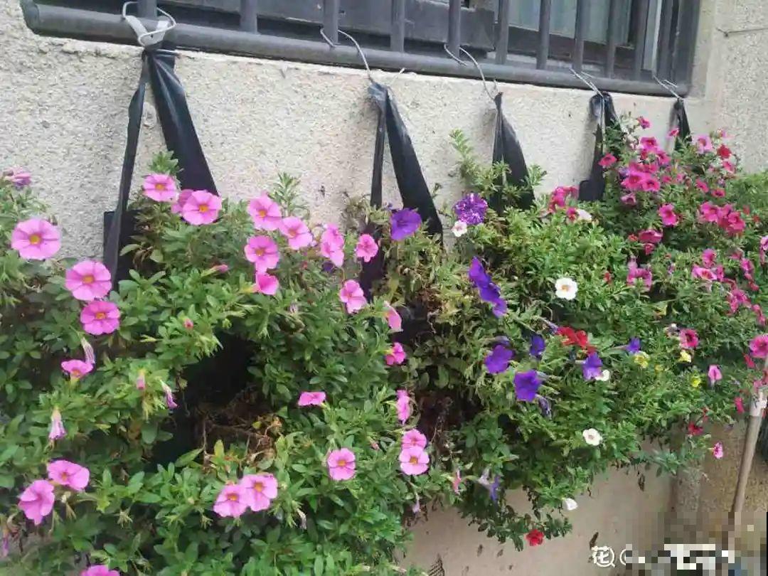 家里4个角落别浪费，分别养些好看的花，一年就能变花园！