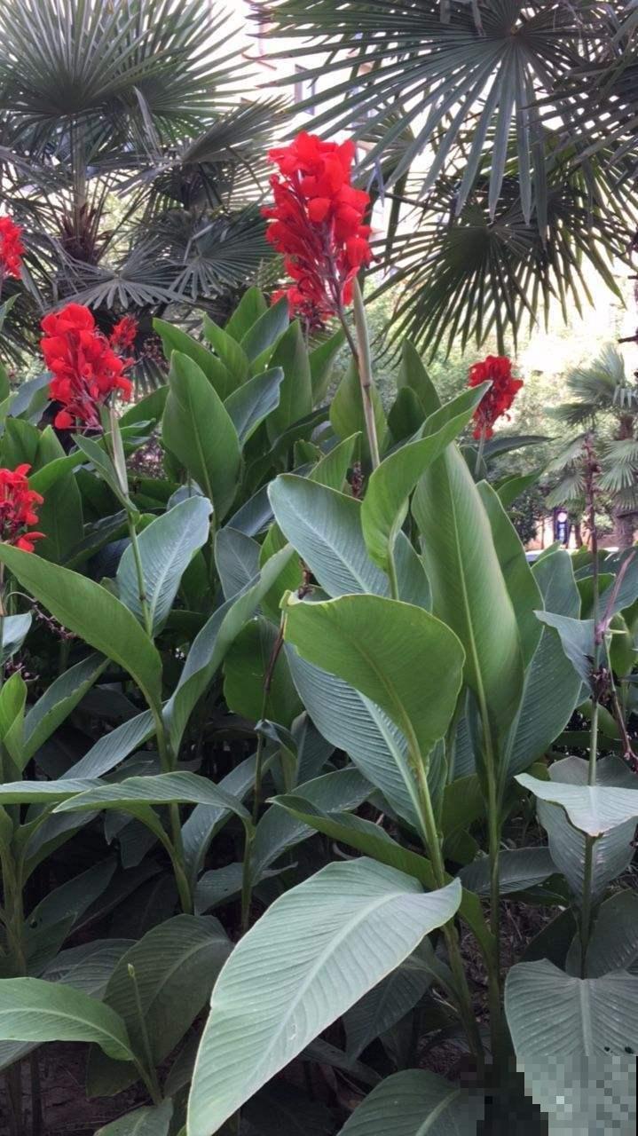 院子里种几棵美人蕉,从夏开到秋,美爆了! 院子里种几棵美人蕉,从夏开到秋,美爆了!