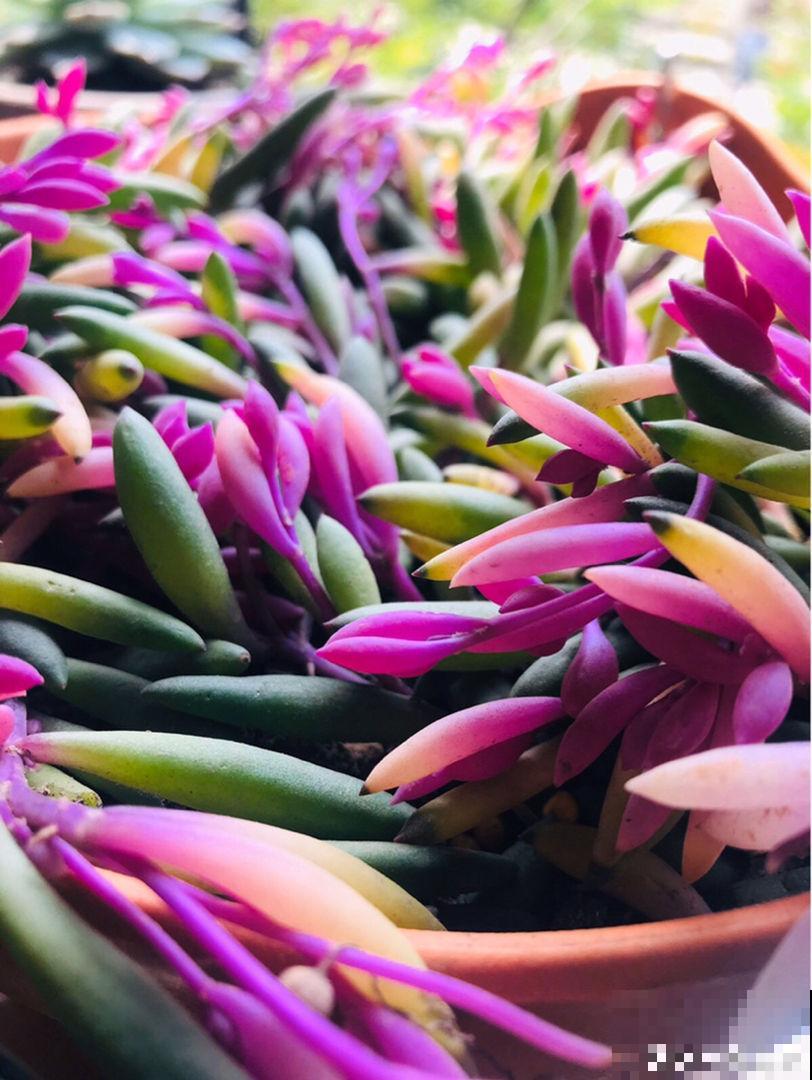 多肉这么养,才能养的白白胖胖,10年不烂根 多肉这么养,才能养的白白胖胖,10年不烂根