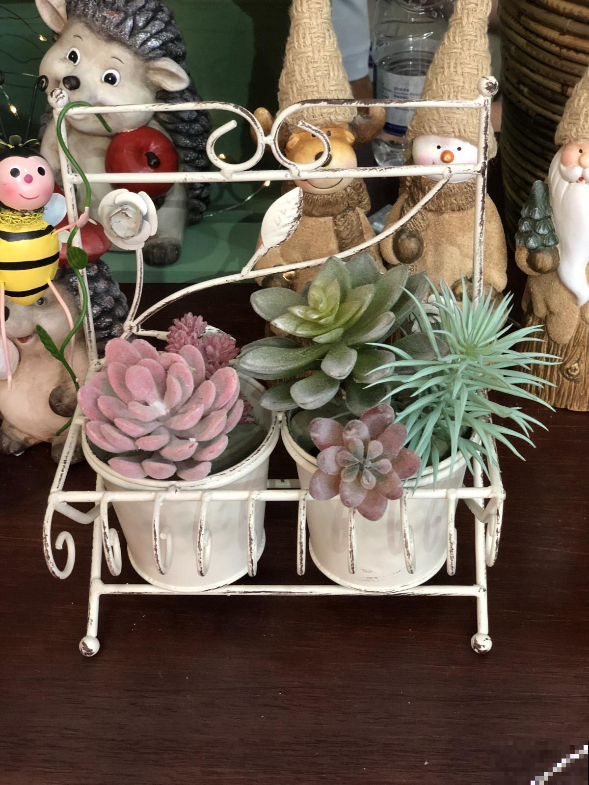 多肉越长越干瘪？掌握这些方法，让它重新肉嘟嘟！