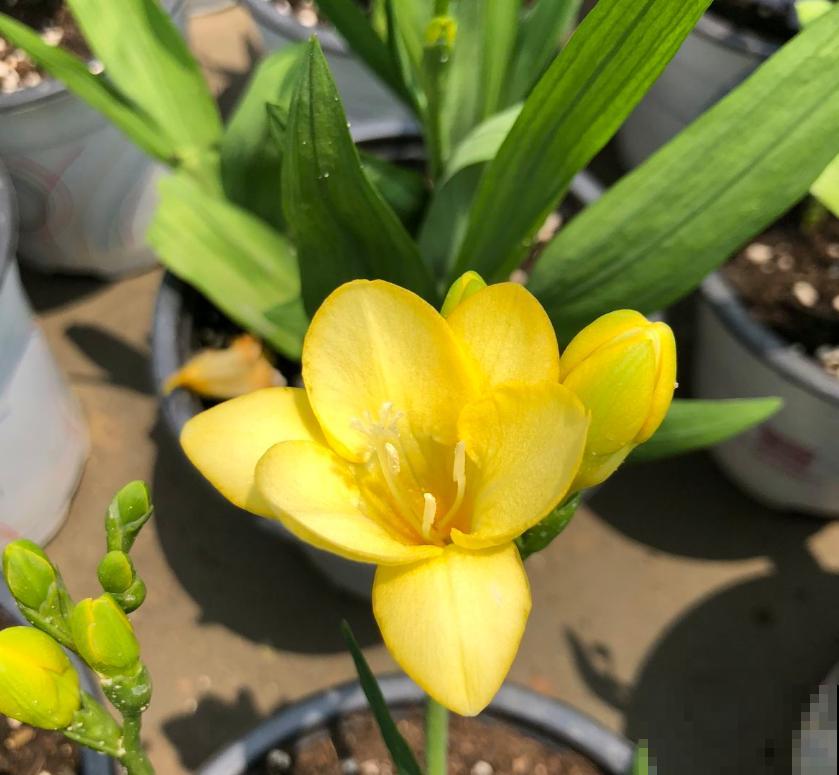 那些被你扔掉的香雪兰种球,栽土里还能活,不看亏大了! 那些被你扔掉的香雪兰种球,栽土里还能活,不看亏大了!