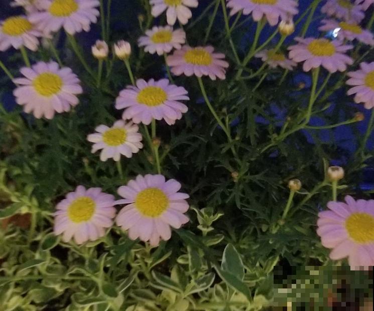 玛格丽特养不好？教你6招，花盆都要被撑爆！