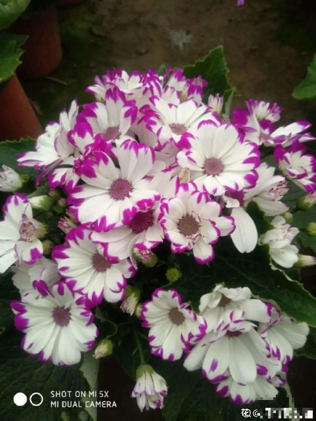 5种花，只能秋天播种，苗壮开花多！