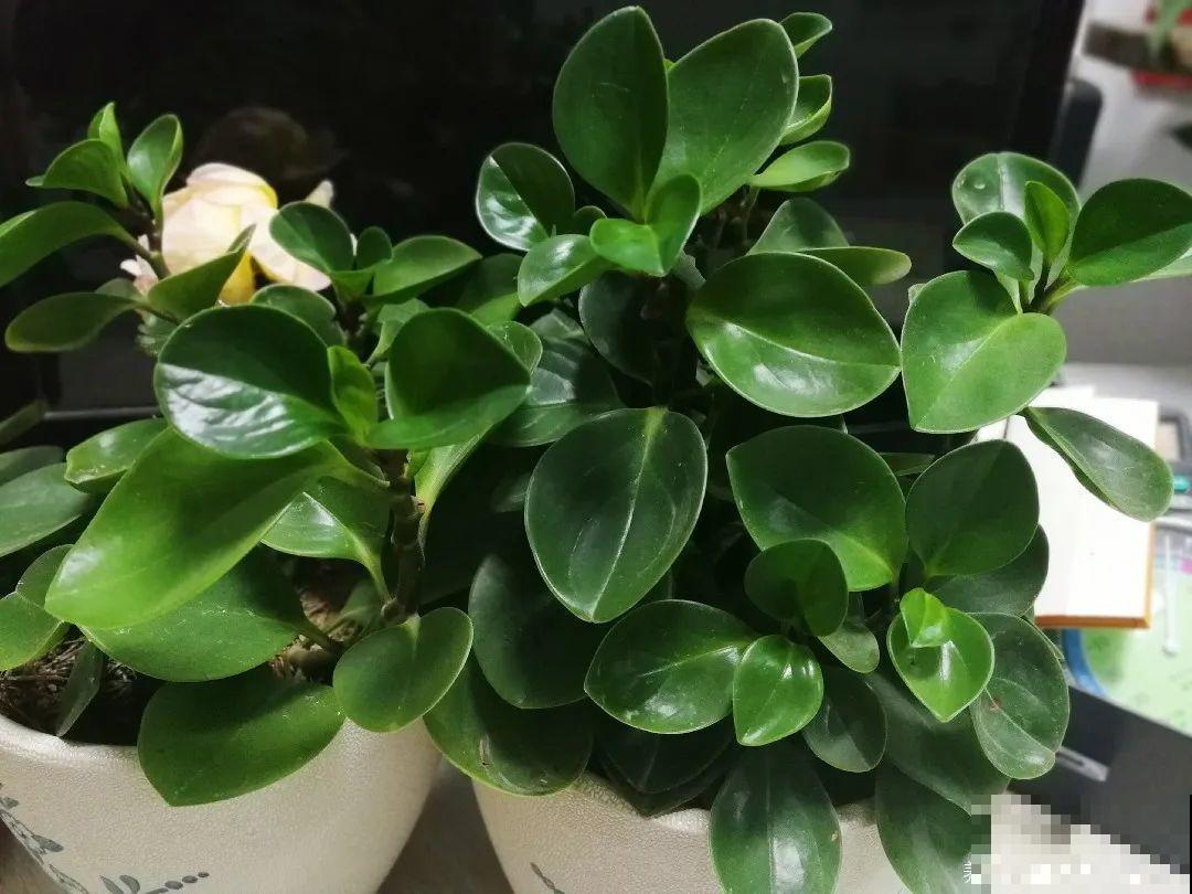 24种植物“净化器”,每个房间养一盆,太值了! 24种植物“净化器”,每个房间养一盆,太值了!