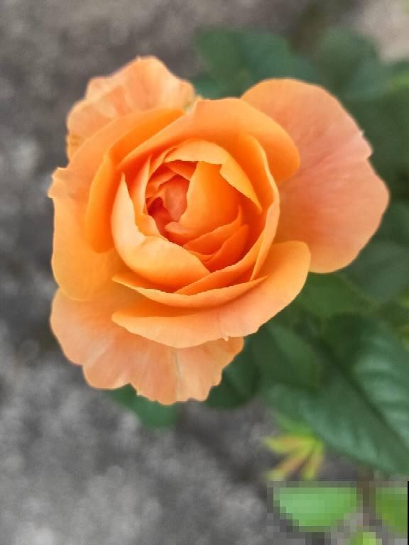 多肉度夏后,剪一刀消消毒,安全度过秋老虎 多肉度夏后,剪一刀消消毒,安全度过秋老虎