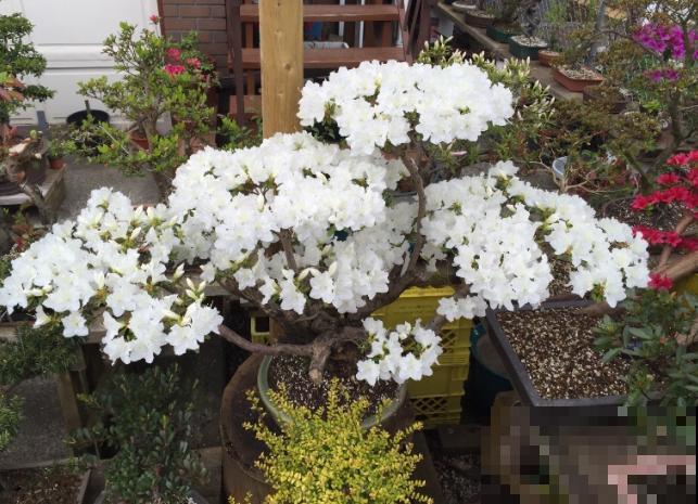 惊艳的6大盆景造型,中国植物艺术的巅峰,收藏起来! 惊艳的6大盆景造型,中国植物艺术的巅峰,收藏起来!