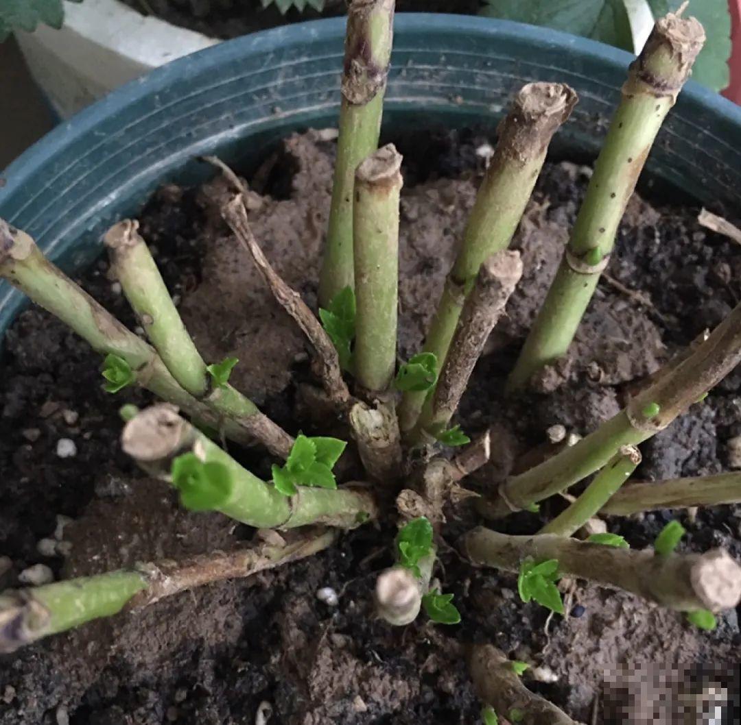 现在开始，这10种花不能剪，剪了开花难！