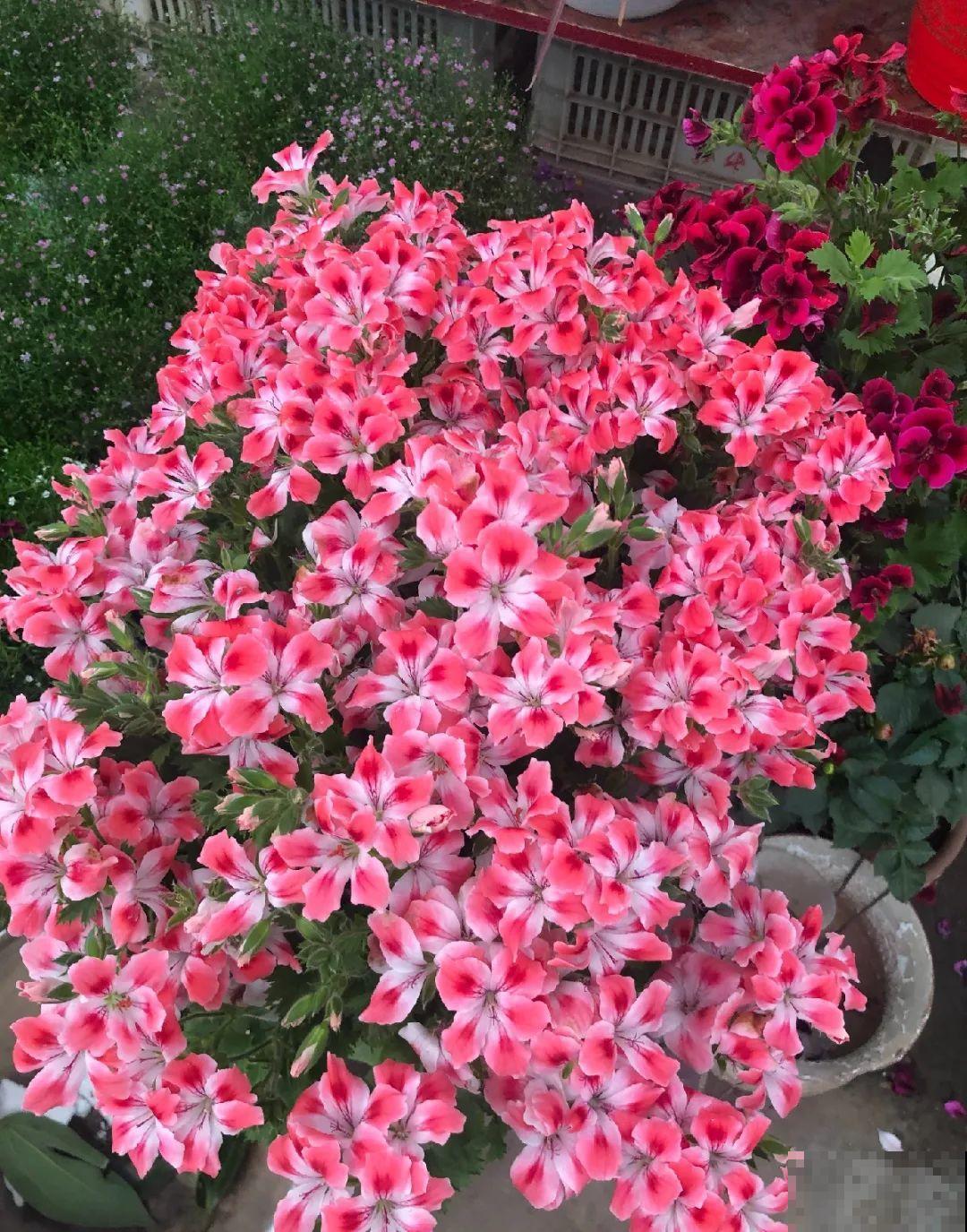 9月后就养这些花,比绿萝好养,疯狂开花到明年! 9月后就养这些花,比绿萝好养,疯狂开花到明年!