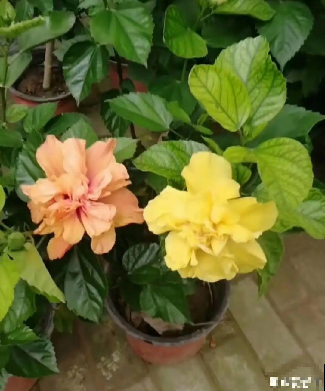 白色蜀葵竟被拦腰折断,说是因为颜色不吉利,真无语! 白色蜀葵竟被拦腰折断,说是因为颜色不吉利,真无语!