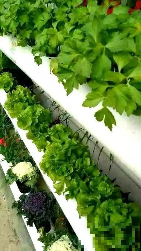 把菜种自家墙上,多得吃不完,太震撼 把菜种自家墙上,多得吃不完,太震撼