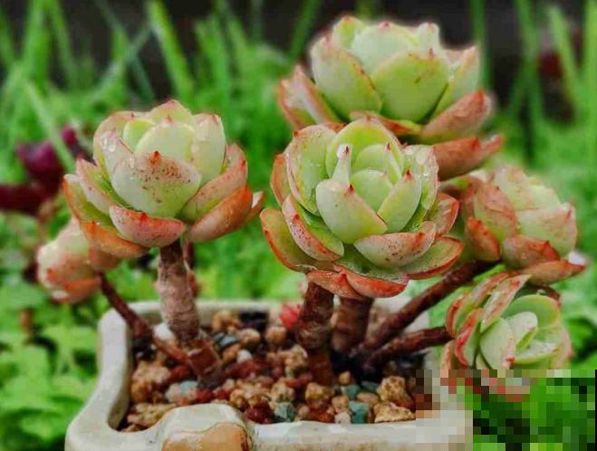 立秋养多肉，注意这4点，不然分分钟挂掉！