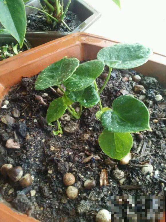 龟背竹长出长鞭子，连着茎一块砍下来，种土里就能活