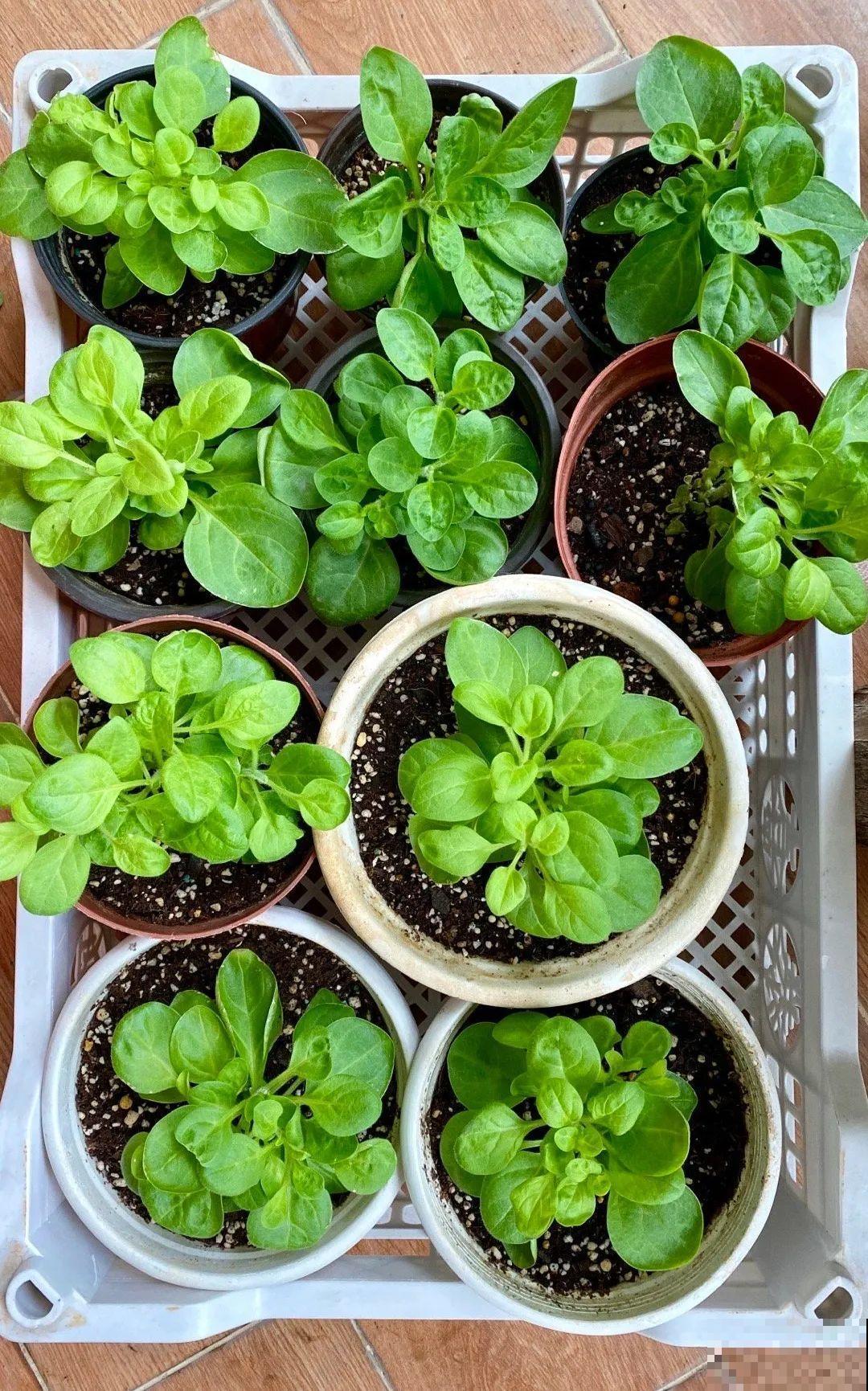 扦插这些花,只需摘几片叶子,生根太容易! 扦插这些花,只需摘几片叶子,生根太容易!