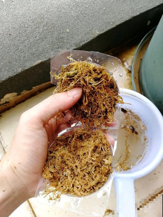 枝条不用扦插也能繁殖，环割一圈裹上土，塑料袋一包就能长根