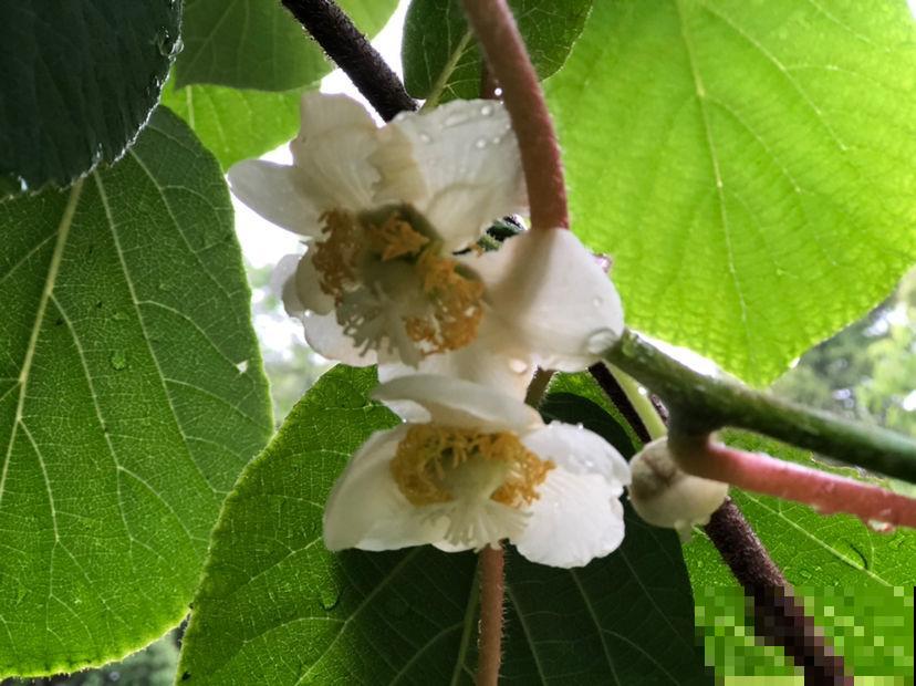 8种水果特常见,大部分人没见过开花,认识5种就是大神 8种水果特常见,大部分人没见过开花,认识5种就是大神