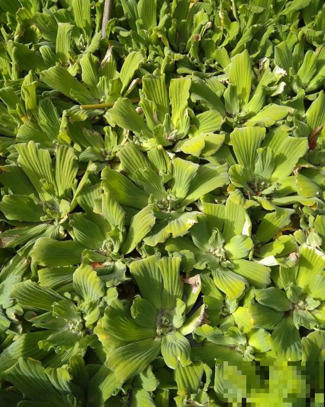 现在养风雨兰，大雨一淋，花开爆盆！