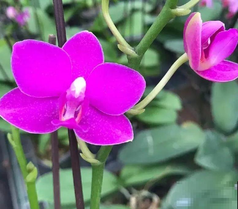 今年最火网红花，一次能开4个月，枝条挂满花蝴蝶！