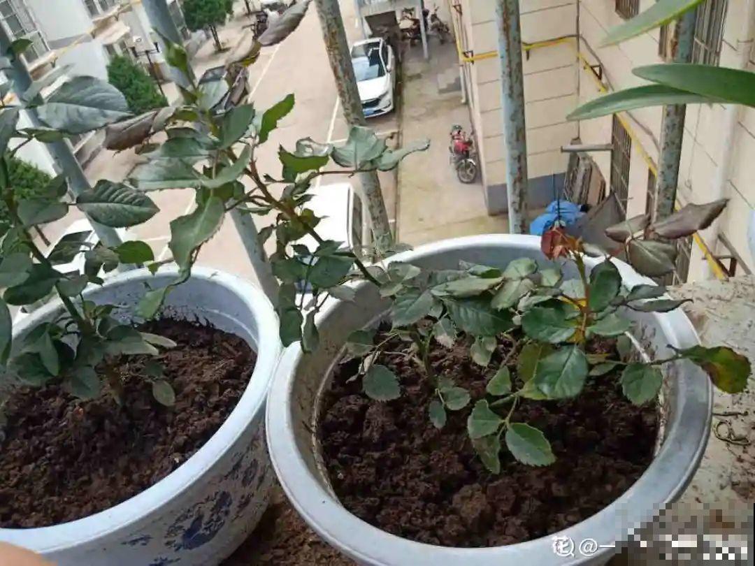 月季秋天这么养,长得快,狂冒芽,开花直到冬天! 月季秋天这么养,长得快,狂冒芽,开花直到冬天!