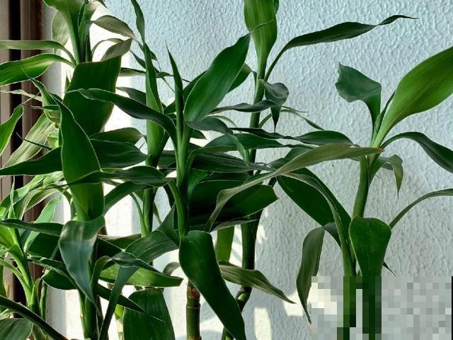 20种花,天凉了赶紧剪,来年开花有多又艳! 20种花,天凉了赶紧剪,来年开花有多又艳!