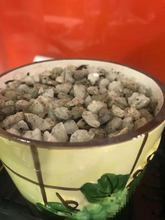 西红柿、玉米……埋土里，7天长成小森林，结出果子一大筐！