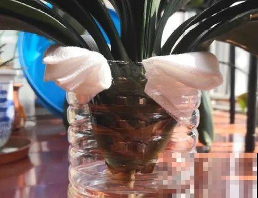 这花拔起来没有根,赶紧换盆,不然活不过俩月! 这花拔起来没有根,赶紧换盆,不然活不过俩月!