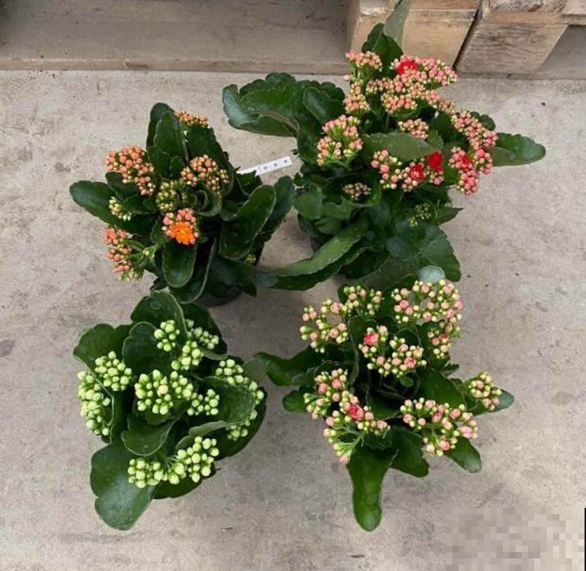 遇到玄灰蝶要小心,赶快防护,泛滥之后让你哭! 遇到玄灰蝶要小心,赶快防护,泛滥之后让你哭!