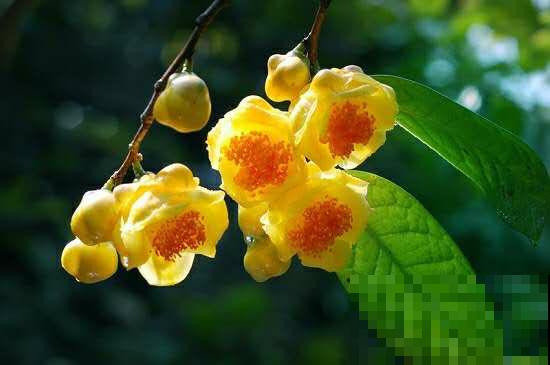 20种秋天开花的植物,外出看到,记得拍照欣赏! 20种秋天开花的植物,外出看到,记得拍照欣赏!