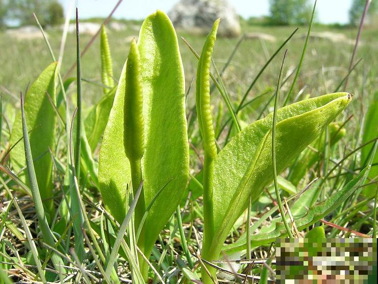 5种罕见植物，只长一片叶子一根茎，价值却很珍贵！